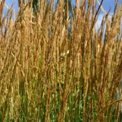 Karl Foerster Grass -Fruit Tree Shop Karl Foerster Grass 2