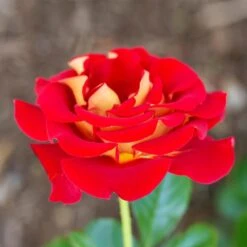 Ketchup And Mustard Rose Shrub -Fruit Tree Shop Ketchup and Mustard Rose 1 FGT