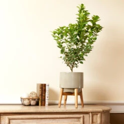 Meyer Lemon + Key Lime Bush Pack -Fruit Tree Shop Key Lime Bush 4 e63a67f8 53df 467e af90 ae9e06436ddf