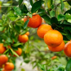 Kishu Mandarin Tree (Seedless) -Fruit Tree Shop Kishu Mandarin Tree 4