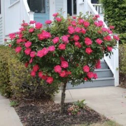 Knock Out® Rose Tree -Fruit Tree Shop Knockout Rose Tree Red 2 FGT