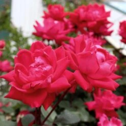 Knock Out® Rose Tree -Fruit Tree Shop Knockout Rose Tree Red 4 FGT