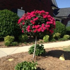 Knock Out® Rose Tree -Fruit Tree Shop Knockout Rose Tree Red FGT