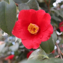Korean Fire Camellia Shrub -Fruit Tree Shop Korean Fire Camellia 3
