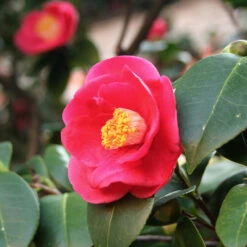 Korean Fire Camellia Shrub -Fruit Tree Shop Korean Fire Camellia 5 FGT