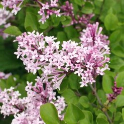 Dwarf Korean Lilac Shrub -Fruit Tree Shop Korean Lilac 2