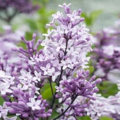 Dwarf Korean Lilac Tree -Fruit Tree Shop Korean Lilac Tree 2 BB