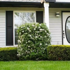 Korean Spice Viburnum Shrub -Fruit Tree Shop Korean Spice Viburnum 1