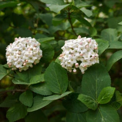 Korean Spice Viburnum Shrub -Fruit Tree Shop Korean Spice Viburnum 3