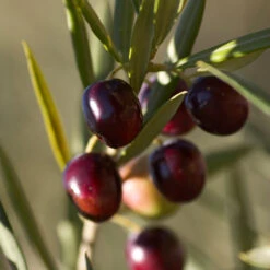 Koroneiki Greek Olive Tree - USDA Organic -Fruit Tree Shop Koroneiki Olive 2 FGT db93b214 428c 4733 979d a70f1f9b9f7f