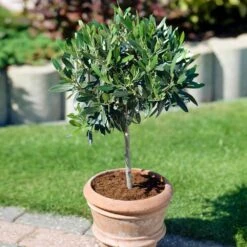 Koroneiki Greek Olive Tree - USDA Organic -Fruit Tree Shop Koroneiki Olive 3 31e3ee23 25de 4799 af8c 810231e5263d