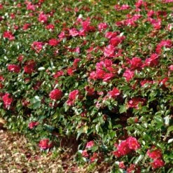 Kramers Camellia Shrub 7 Kramers Camellia Shrub -Fruit Tree Shop Kramers Camellia FGT 1