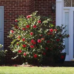 Kramers Camellia Shrub 6 Kramers Camellia Shrub -Fruit Tree Shop Kramers Camellia FGT 5