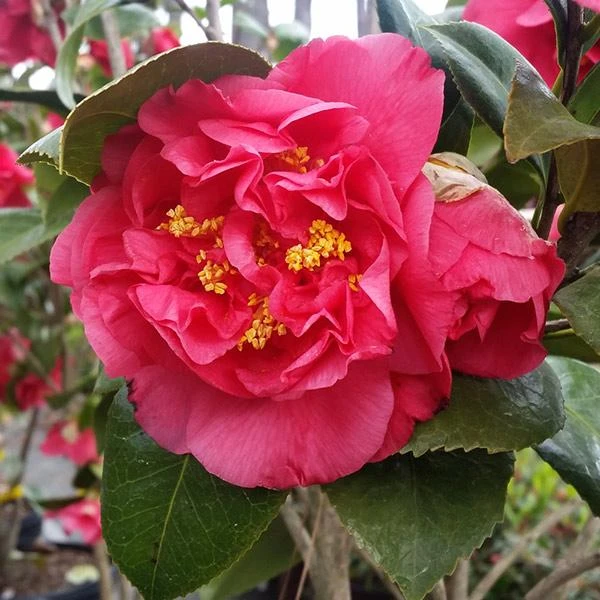 Kramers Camellia Shrub 1 Kramers Camellia Shrub