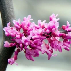Lavender Twist® Weeping Redbud Tree -Fruit Tree Shop LAVENDER TWIST THUMB 6e0b03e6 c145 40fa 9261 d759a9ab9546