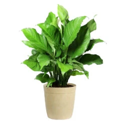 Peace Lily Plant -Fruit Tree Shop LIL PEA.10 Beige Delilah
