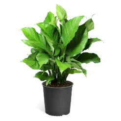Peace Lily Plant -Fruit Tree Shop LIL PEA.10 standard pot 421927a6 487e 4f52 aef6 f750e8649b2b