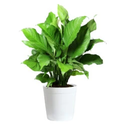 Peace Lily Plant -Fruit Tree Shop LIL PEA.10 white Delilah