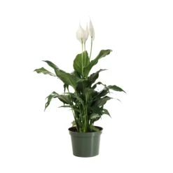 Peace Lily Plant -Fruit Tree Shop LIL PEA.6