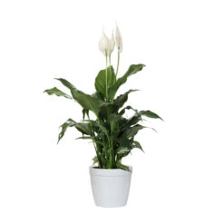 Peace Lily Plant -Fruit Tree Shop LIL PEA1 delilah white