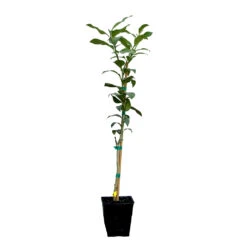 Key Lime Tree -Fruit Tree Shop LIM KEY 12 QT