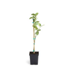 Persian 'Bearss' Lime Tree -Fruit Tree Shop LIM PER 12 1QT