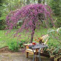 Lavender Twist® Weeping Redbud Tree -Fruit Tree Shop Lavender Twist Redbud 1