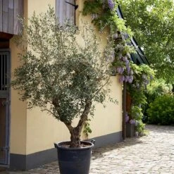 Lecciana Olive Tree 7 Lecciana Olive Tree -Fruit Tree Shop Lecciana Olive Tree 2