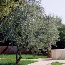 Lecciana Olive Tree 8 Lecciana Olive Tree -Fruit Tree Shop Lecciana Olive Tree 3