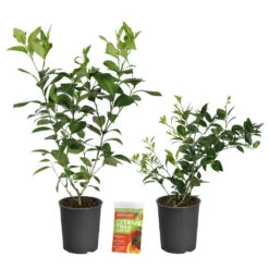 Meyer Lemon + Key Lime Bush Pack -Fruit Tree Shop Lemon and LimeBushes 2