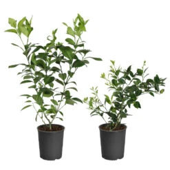 Meyer Lemon + Key Lime Bush Pack -Fruit Tree Shop Lemon and LimeBushes 5ed8c5a7 14fa 4c58 93bb 9b06a0c16cba
