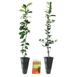Meyer Lemon + Key Lime Tree Pack -Fruit Tree Shop Lemon and LimeTrees2
