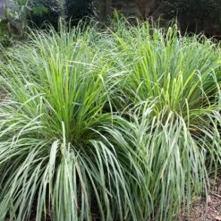 Lemon Grass Plant (Cymbopogon Citratus) -Fruit Tree Shop Lemon Grass 4