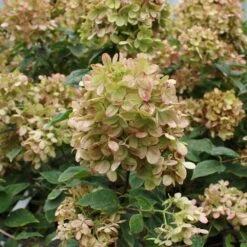 Limelight Hydrangea Shrub -Fruit Tree Shop Limelight Hydrangea 3 FGT