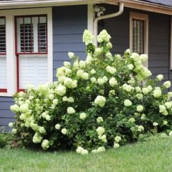 Limelight Hydrangea Shrub -Fruit Tree Shop Limelight Hydrangea 4 FGT