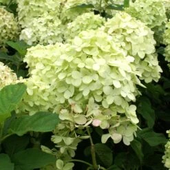 Limelight Hydrangea Tree -Fruit Tree Shop Limelight Hydrangea Tree 4 FGT