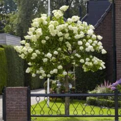 Limelight Hydrangea Tree -Fruit Tree Shop Limelight Hydrangea Tree 6 FGT