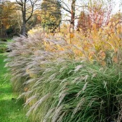 Little Kitten Maiden Grass 5 Little Kitten Maiden Grass -Fruit Tree Shop Little kitten Madien Grass 1