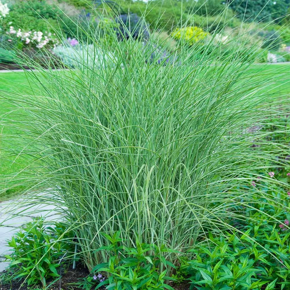 Little Kitten Maiden Grass 2 Little Kitten Maiden Grass - Image 2