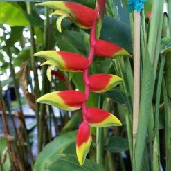 Lobster Claw Plant -Fruit Tree Shop Lobster Claw 6