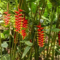 Lobster Claw Plant -Fruit Tree Shop Lobster Claw 7 FGT