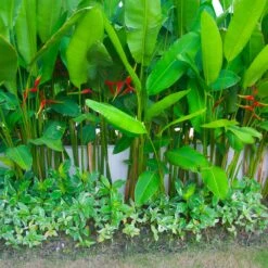 Lobster Claw Plant -Fruit Tree Shop Lobster Claw 9