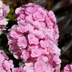 Love Hydrangea -Fruit Tree Shop Love Hydrangea 2 FGT