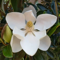 Little Gem Magnolia Tree 6 Little Gem Magnolia Tree -Fruit Tree Shop Lttle Gem Magnolia 2 FGT