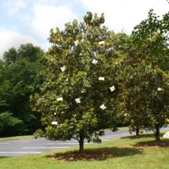 Little Gem Magnolia Tree 7 Little Gem Magnolia Tree -Fruit Tree Shop Lttle Gem Magnolia 4
