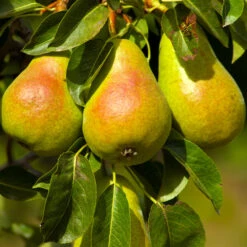 Luscious Pear Tree -Fruit Tree Shop Luscious Pear 4 FGT