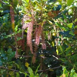 Macadamia Nut Tree -Fruit Tree Shop Macadamia Nut Tree 2
