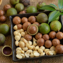 Macadamia Nut Tree -Fruit Tree Shop Macadamia Nut Tree 6 FGT
