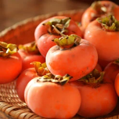 Weeping Persimmon -Fruit Tree Shop Magic Fountain Weeping Persimmon 2