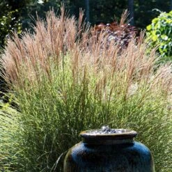 Morning Light Miscanthus -Fruit Tree Shop Maiden Grass Morning light 2 FGT